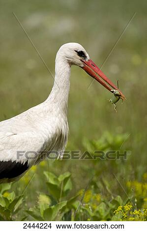 Close-up of White Stork (Ciconia ciconia) with prey in its beak, Hungary View Large Photo Image Picture - Close-up of White Stork (Ciconia ciconia) with prey in its beak, Hungary . Fotosearch