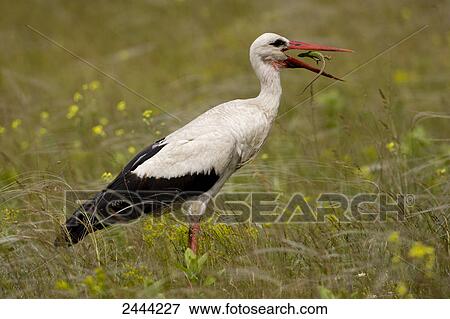 Close-up of White Stork (Ciconia ciconia) with prey in its beak, Hungary View Large Photo Image Stock Photo - Close-up of White Stork (Ciconia ciconia) with prey in its beak, Hungary . Fotosearch