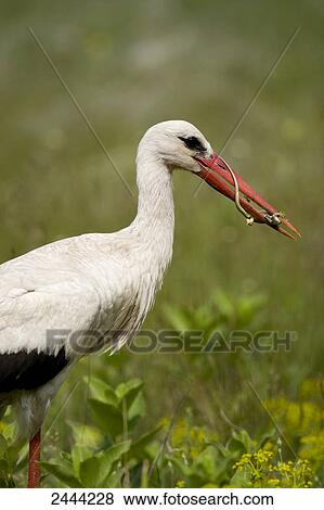 Close-up of White Stork (Ciconia ciconia) with prey in its beak, Hungary View Large Photo Image Stock Photo - Close-up of White Stork (Ciconia ciconia) with prey in its beak, Hungary . Fotosearch
