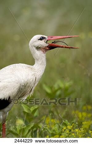 Close-up of White Stork (Ciconia ciconia) with prey in its beak, Hungary View Large Photo Image Stock Photo - Close-up of White Stork (Ciconia ciconia) with prey in its beak, Hungary . Fotosearch