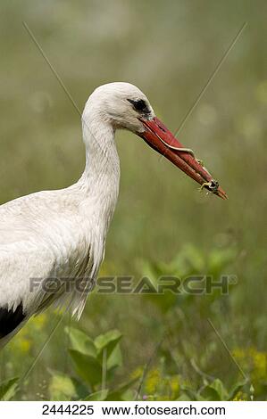 Close-up of White Stork (Ciconia ciconia) with prey in its beak, Hungary View Large Photo Image Stock Photography - Close-up of White Stork (Ciconia ciconia) with prey in its beak, Hungary . Fotosearch
