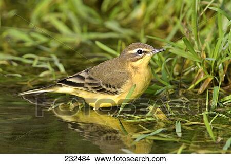 Close-up of Yellow Wagtail (Motacilla flava) bird foraging in lake View Large Photo Image Picture - Close-up of Yellow Wagtail (Motacilla flava) bird foraging in lake . Fotosearch
