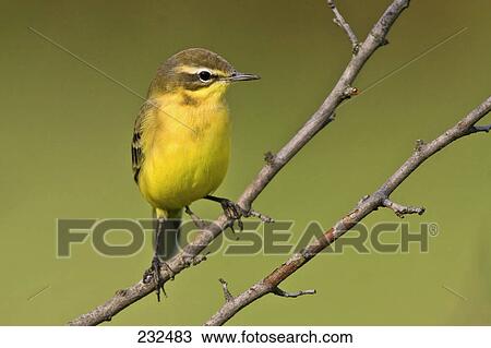 Close-up of Yellow Wagtail (Motacilla flava) bird perching on branch View Large Photo Image Stock Image - Close-up of Yellow Wagtail (Motacilla flava) bird perching on branch . Fotosearch