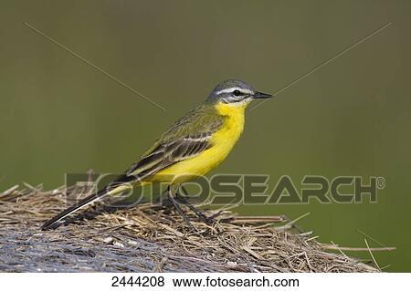 Stock Photo - Close-up of Yellow Wagtail (Motacilla flava) on straw . Fotosearch