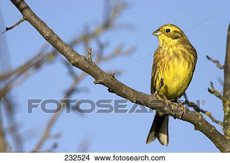 Picture - Close-up of Yellowhammer (Emberiza citrinella) bird perching on branch . Fotosearch
