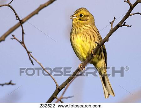 Stock Image - Close-up of Yellowhammer (Emberiza citrinella) bird perching on branch . Fotosearch
