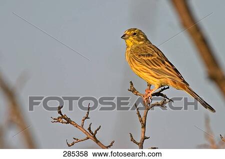 Stock Photo - Close-up of Yellowhammer (Emberiza Citrinella) bird perching on branch . Fotosearch
