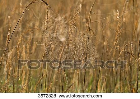 Stock Photo - Cobweb, Neusiedler See, Burgenland, Austria, Europe . Fotosearch
