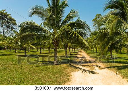 Stock Photo - Coconut palm plantage on the Island Ko Chang, Thailand . Fotosearch