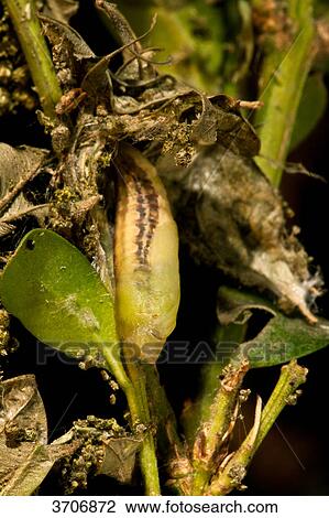 Cocoon of the box tree moth (Cydalima perspectalis) at box View Large Photo Image Stock Image - Cocoon of the box tree moth (Cydalima perspectalis) at box . Fotosearch