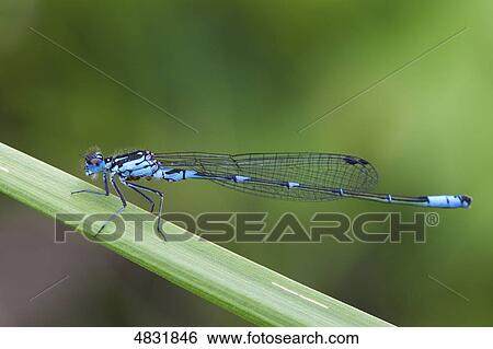 Coenagrion lunulatum View Large Photo Image Stock Photograph - Coenagrion lunulatum . Fotosearch
