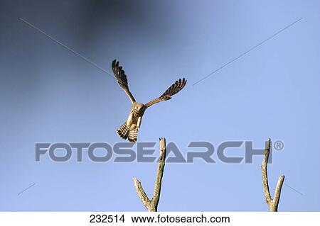 Picture - Common Kestrel (Falco tinnunculus) bird in flight . Fotosearch