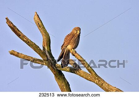 Common Kestrel (Falco tinnunculus) bird perching on branch View Large Photo Image Stock Image - Common Kestrel (Falco tinnunculus) bird perching on branch . Fotosearch