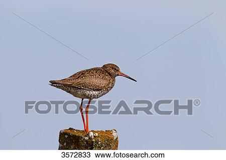 Stock Image - Common redshank, Tringa totanus, Neusiedler See, Burgenland, Austria, Europe . Fotosearch