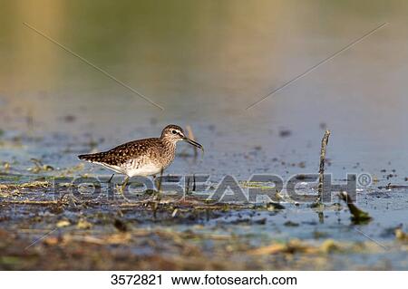 Common Sandpiper, Actitis hypoleucos, Neusiedler See, Burgenland, Austria, Europe View Large Photo Image Stock Image - Common Sandpiper, Actitis hypoleucos, Neusiedler See, Burgenland, Austria, Europe . Fotosearch