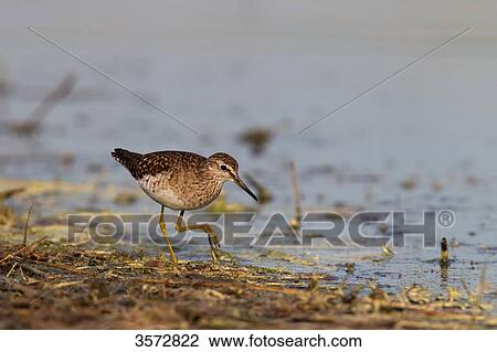 Common Sandpiper, Actitis hypoleucos, Neusiedler See, Burgenland, Austria, Europe View Large Photo Image Stock Image - Common Sandpiper, Actitis hypoleucos, Neusiedler See, Burgenland, Austria, Europe . Fotosearch