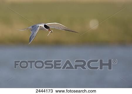 Common Tern (Sterna hirundo) flying with prey in its beak View Large Photo Image Stock Image - Common Tern (Sterna hirundo) flying with prey in its beak . Fotosearch