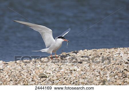 Common Tern (Sterna hirundo) with prey in its beak at coast View Large Photo Image Stock Photo - Common Tern (Sterna hirundo) with prey in its beak at coast . Fotosearch