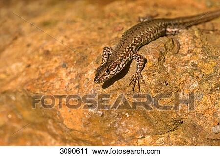 Stock Image - Common wall lizard, Podarcis muralis . Fotosearch