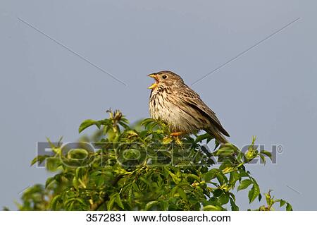 Stock Image - Corn Bunting, Emberiza calandra, Neusiedler See, Burgenland, Austria, Europe . Fotosearch