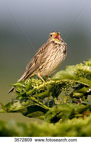 Corn Bunting, Emberiza calandra, Neusiedler See, Burgenland, Austria, Europe  View Large Photo Image Stock Photo - Corn Bunting, Emberiza calandra, Neusiedler See, Burgenland, Austria, Europe . Fotosearch