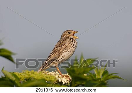 Stock Photograph - Corn Bunting (Miliaria calandra), side view, Austria . Fotosearch
