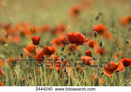 Stock Image - Corn poppy (Papaver rhoeas) flowers blooming in field . Fotosearch