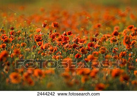Corn poppy (Papaver rhoeas) flowers blooming in field View Large Photo Image Stock Image - Corn poppy (Papaver rhoeas) flowers blooming in field . Fotosearch