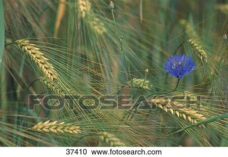 Cornflower blooming in barley field, Flaeming, Germany View Large Photo Image Stock Image - Cornflower blooming in barley field, Flaeming, Germany . Fotosearch