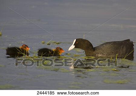 Crane floating on water with its young ones View Large Photo Image Stock Photography - Crane floating on water with its young ones . Fotosearch