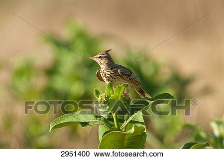 Stock Image - crested lark, Galerida cristata, close-up . Fotosearch