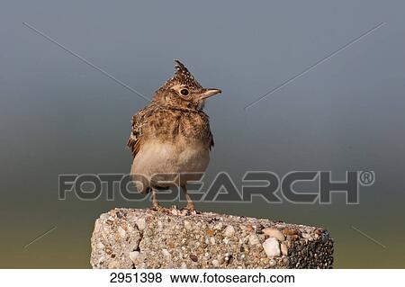 Stock Photo - crested lark, Galerida cristata, close-up . Fotosearch