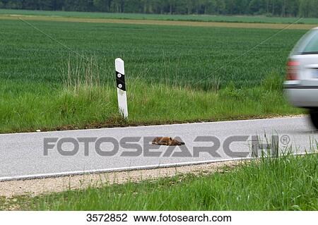 Dead fox puppy on a street, Burgenland, Austria, Europe View Large Photo Image Stock Image - Dead fox puppy on a street, Burgenland, Austria, Europe . Fotosearch