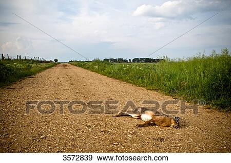 Dead hare on a rural road, Neusiedler See, Burgenland, Austria, Europe View Large Photo Image Stock Photo - Dead hare on a rural road, Neusiedler See, Burgenland, Austria, Europe . Fotosearch