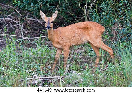 Stock Photo - Deer standing in forest . Fotosearch