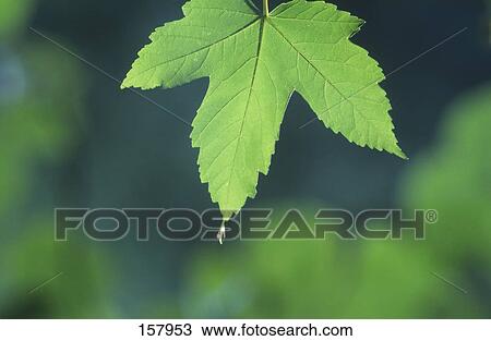 Dew drop on leaf View Large Photo Image Stock Image - Dew drop on leaf . Fotosearch