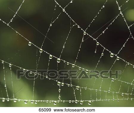 Stock Photo - Dew drops on spider web . Fotosearch