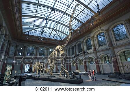 Dinosaur hall, children, Museum of Natural History, Berlin, Germany View Large Photo Image Stock Image - Dinosaur hall, children, Museum of Natural History, Berlin, Germany . Fotosearch