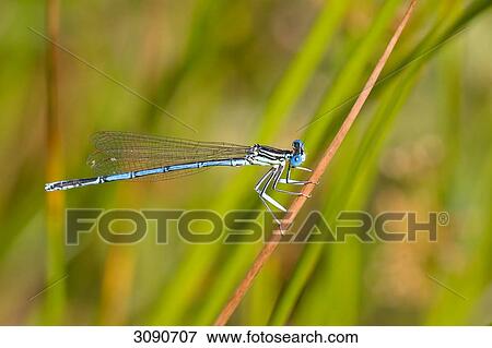 Dragonfly, side view View Large Photo Image Stock Photo - Dragonfly, side view . Fotosearch