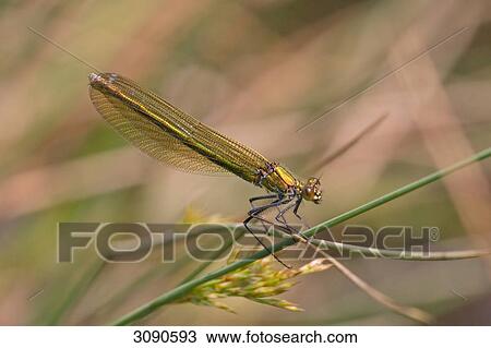 Stock Image - Dragonfly . Fotosearch