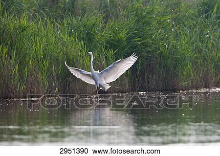 Stock Image - egret, Casmerodius albus, full shot . Fotosearch