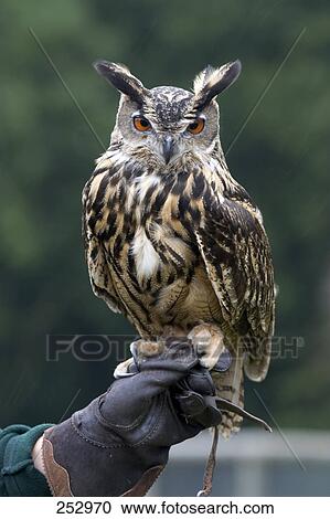 Eurasian Eagle Owl (Bubo Bubo) on falconer's hand  View Large Photo Image Stock Image - Eurasian Eagle Owl (Bubo Bubo) on falconer's hand . Fotosearch