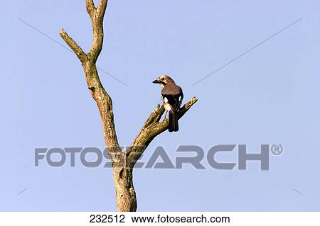 Stock Image - Eurasian Jay (Garrulus glandarius) bird perching on branch . Fotosearch