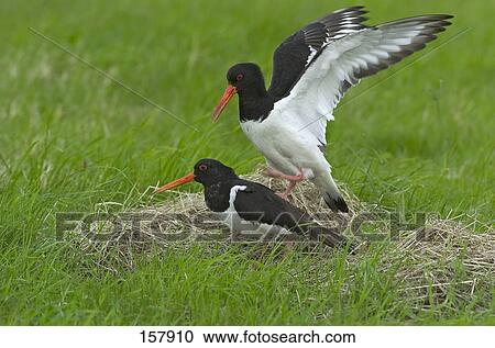 Eurasian Oystercatcher (Haematopus ostralegus) birds mating in field View Large Photo Image Stock Image - Eurasian Oystercatcher (Haematopus ostralegus) birds mating in field . Fotosearch