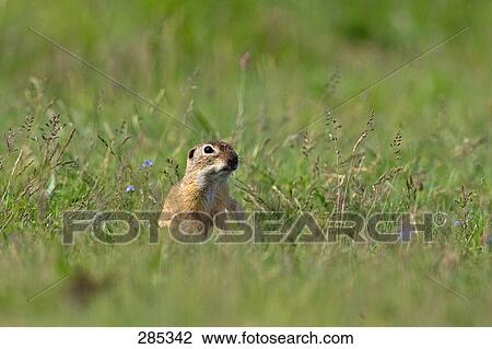 European ground squirrel (Spermophilus citellus) in field View Large Photo Image Stock Image - European ground squirrel (Spermophilus citellus) in field . Fotosearch