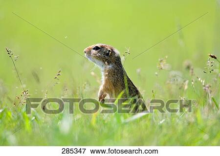 European ground squirrel (Spermophilus citellus) in field View Large Photo Image Stock Photo - European ground squirrel (Spermophilus citellus) in field . Fotosearch