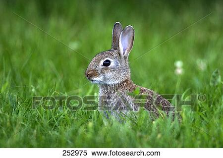 European Rabbit (Oryctolagus cuniculus) in field View Large Photo Image Stock Photography - European Rabbit (Oryctolagus cuniculus) in field . Fotosearch