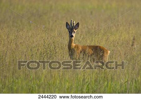 European Roe Deer (Capreolus capreolus) standing in field View Large Photo Image Stock Image - European Roe Deer (Capreolus capreolus) standing in field . Fotosearch