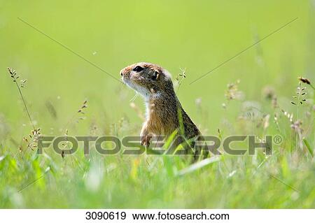 Stock Photo - European souslik, Spermophilus citellus, side view . Fotosearch