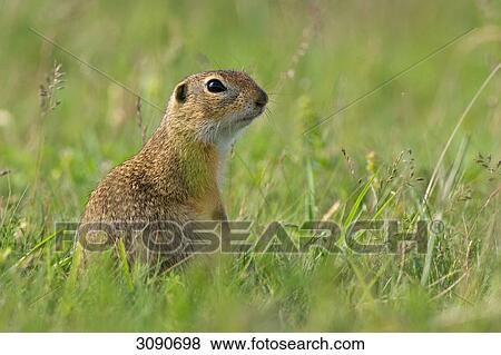 Stock Photo - European souslik, Spermophilus citellus, side view . Fotosearch